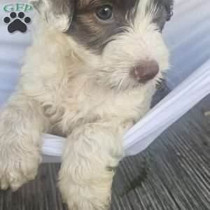 Theo, Portuguese Water Dog Puppy