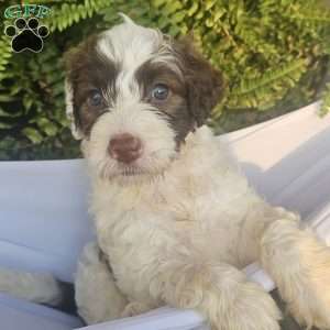 Theo, Portuguese Water Dog Puppy