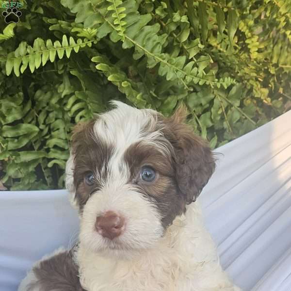 Theo, Portuguese Water Dog Puppy