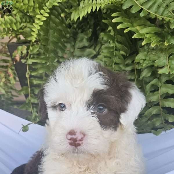 Gemma, Portuguese Water Dog Puppy