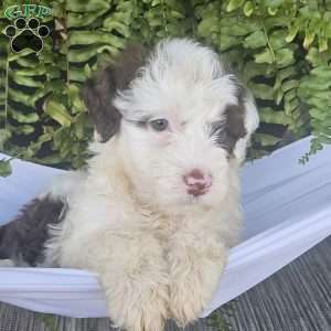 Gemma, Portuguese Water Dog Puppy