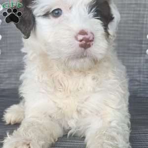 Gemma, Portuguese Water Dog Puppy