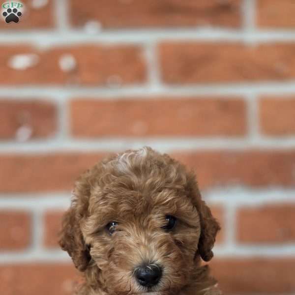 Barkley, Miniature Poodle Puppy