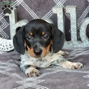 Jaxon, Dachshund Puppy