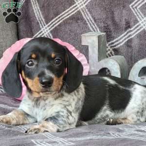 Jaxon, Dachshund Puppy