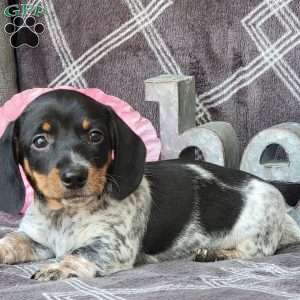 Jaxon, Dachshund Puppy