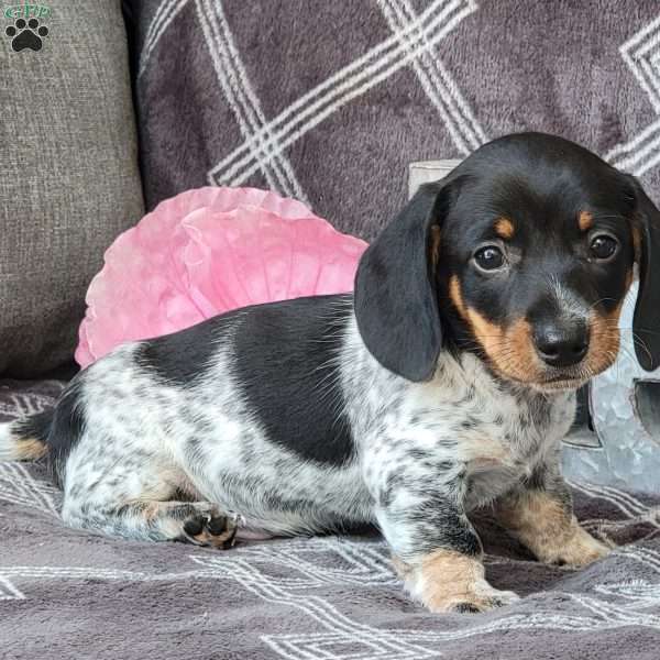 Jaxon, Dachshund Puppy