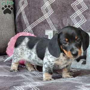 Jaxon, Dachshund Puppy