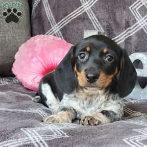 Jenna, Dachshund Puppy