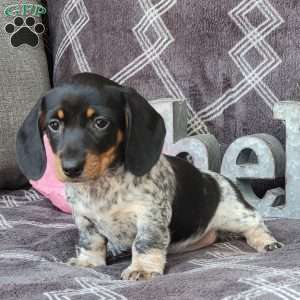Jenna, Dachshund Puppy