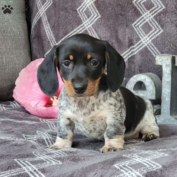 Jenna, Dachshund Puppy