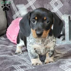 Jenna, Dachshund Puppy