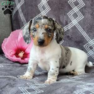 Jace, Dachshund Puppy