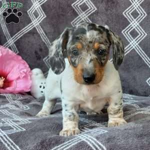 Jace, Dachshund Puppy