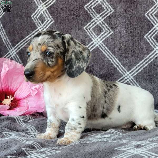 Jace, Dachshund Puppy