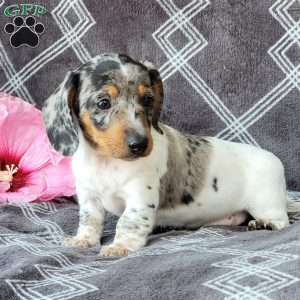Jace, Dachshund Puppy