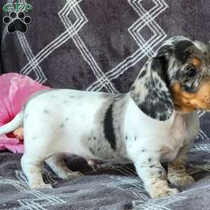 Jace, Dachshund Puppy