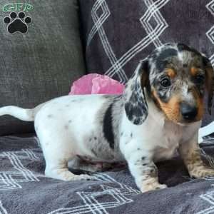 Jace, Dachshund Puppy