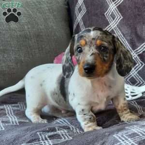Jace, Dachshund Puppy