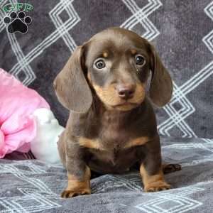 Janson, Dachshund Puppy