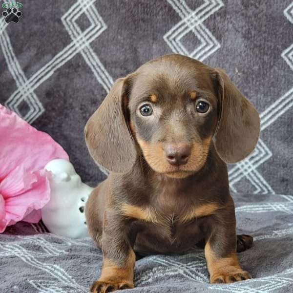 Janson, Dachshund Puppy