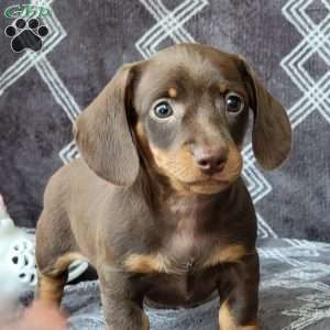 Janson, Dachshund Puppy