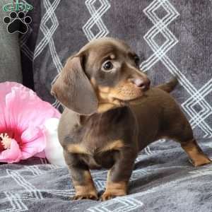 Janson, Dachshund Puppy