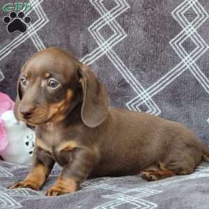 Janson, Dachshund Puppy