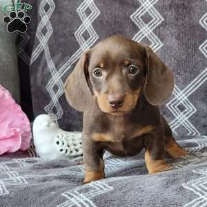 Janson, Dachshund Puppy