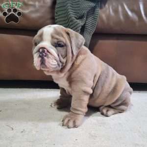 Leo, English Bulldog Puppy