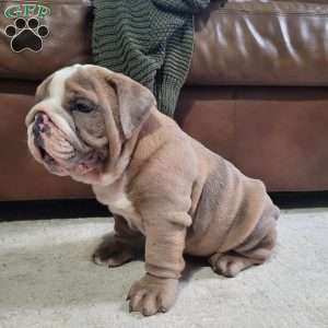 Leo, English Bulldog Puppy