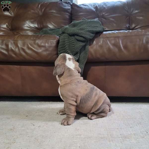 Leo, English Bulldog Puppy