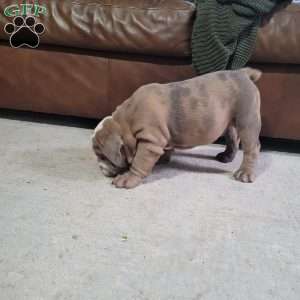 Leo, English Bulldog Puppy