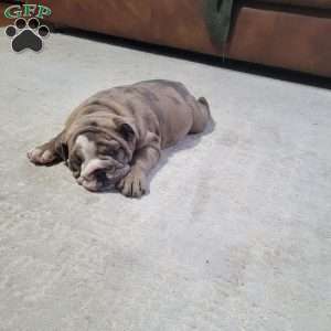 Lola, English Bulldog Puppy