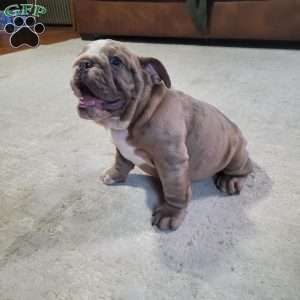 Lola, English Bulldog Puppy