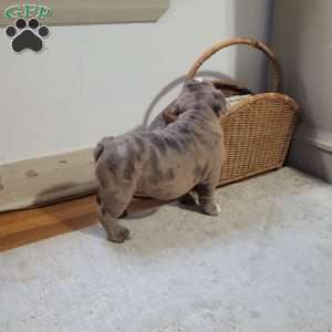 Lola, English Bulldog Puppy