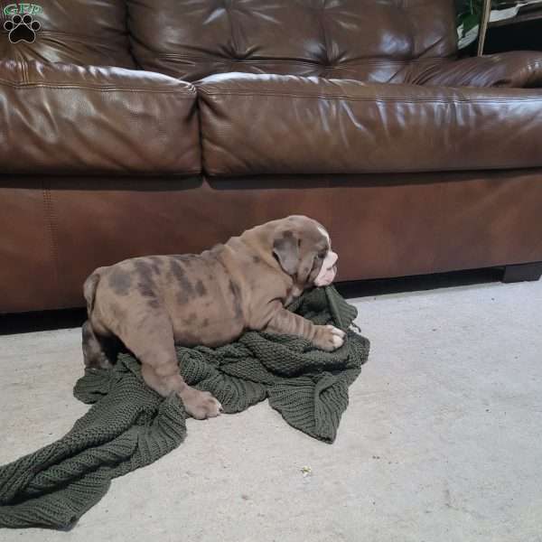 Lola, English Bulldog Puppy