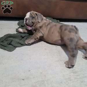 Lola, English Bulldog Puppy