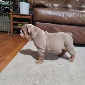 Lexi, English Bulldog Puppy