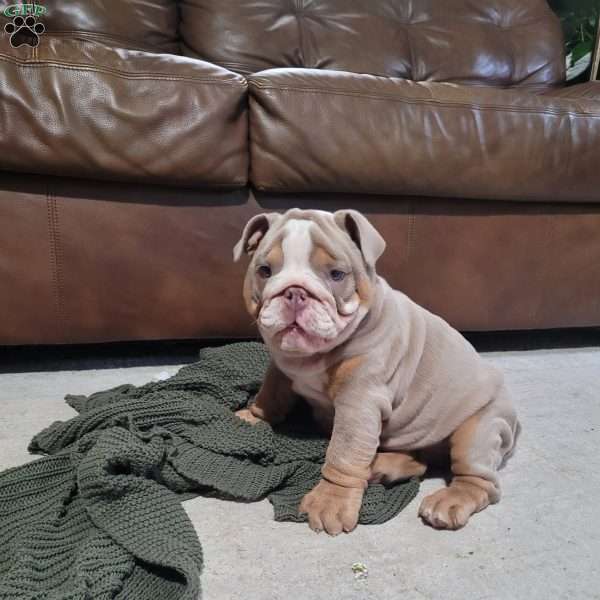 Lexi, English Bulldog Puppy