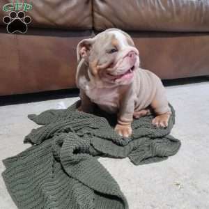 Lexi, English Bulldog Puppy