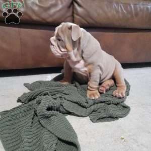 Lexi, English Bulldog Puppy