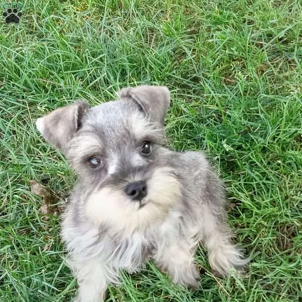 Theo, Miniature Schnauzer Puppy