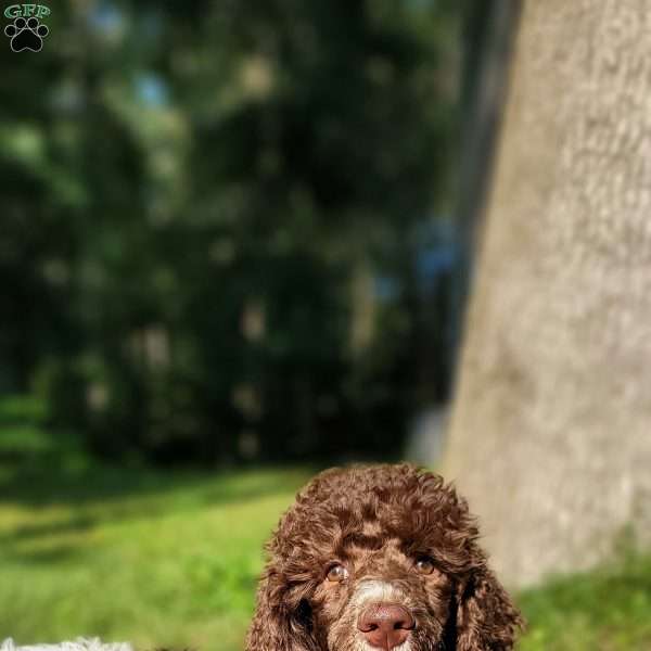Taco, Standard Poodle Puppy