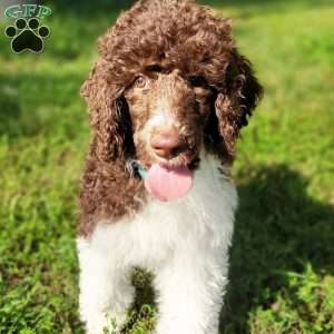 Taco, Standard Poodle Puppy