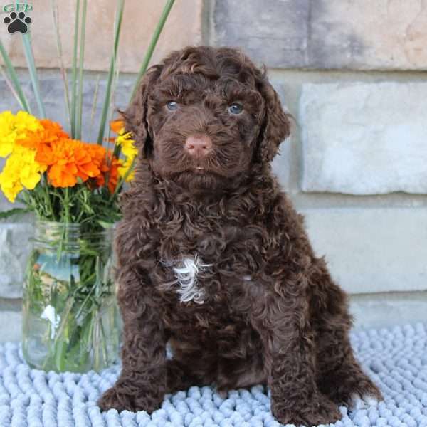 Theo, Portuguese Water Dog Puppy