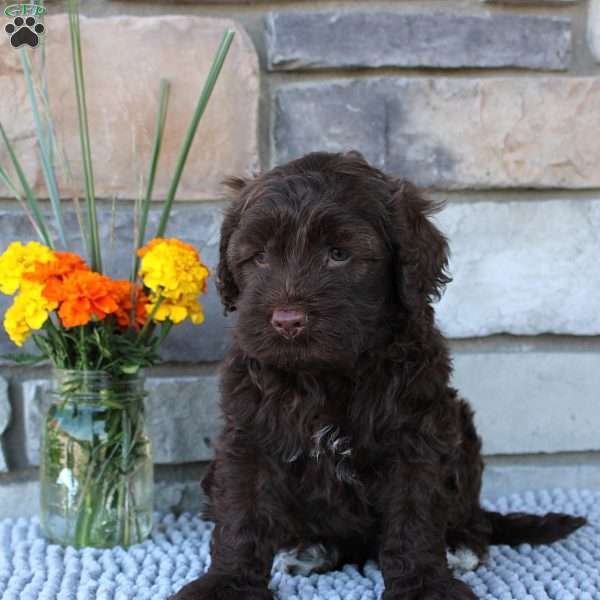 Sadie, Portuguese Water Dog Puppy