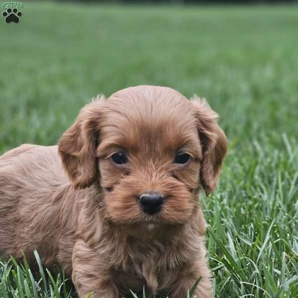 Buddy, Cavapoo Puppy