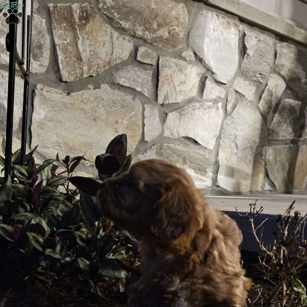 Bella, Cavapoo Puppy