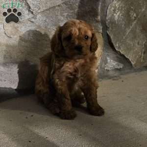 Bella, Cavapoo Puppy